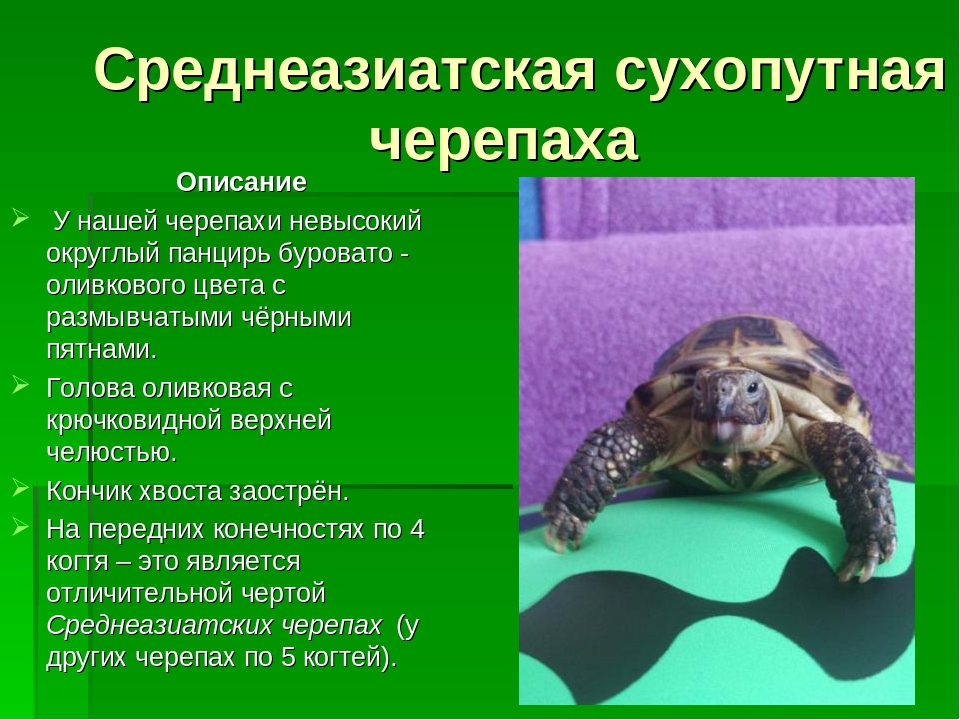 Среднеазиатские черепахи сухопутные в домашних условиях 176