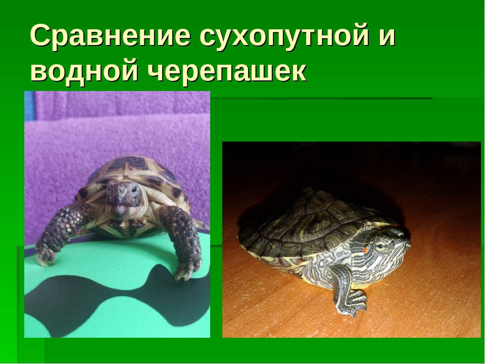 Как живет в домашних условиях сухопутная черепаха Как живет в домашних условиях сухопутная черепаха