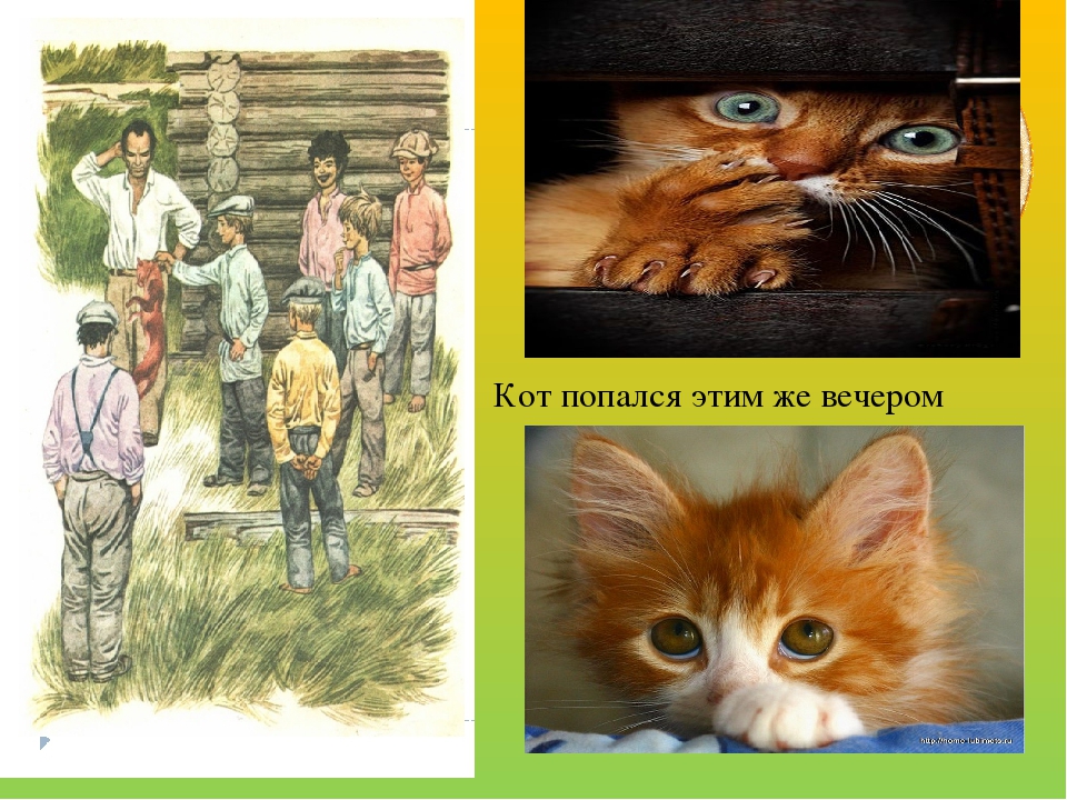 Картинки к кот ворюга