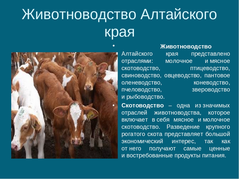 Для центральной россии характерно скотоводство. Овцеводство свиноводство молочное скотоводство Алтайский край. Животноводство Алтайского края. Животноводство в Алтайском крае презентация. Факты о животноводстве.