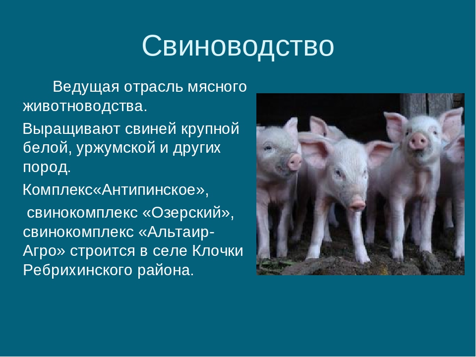 Значение свиней. Отрасль свиноводства. Презентация на тему свиноводство. Свиноводство доклад. Животноводство презентация.