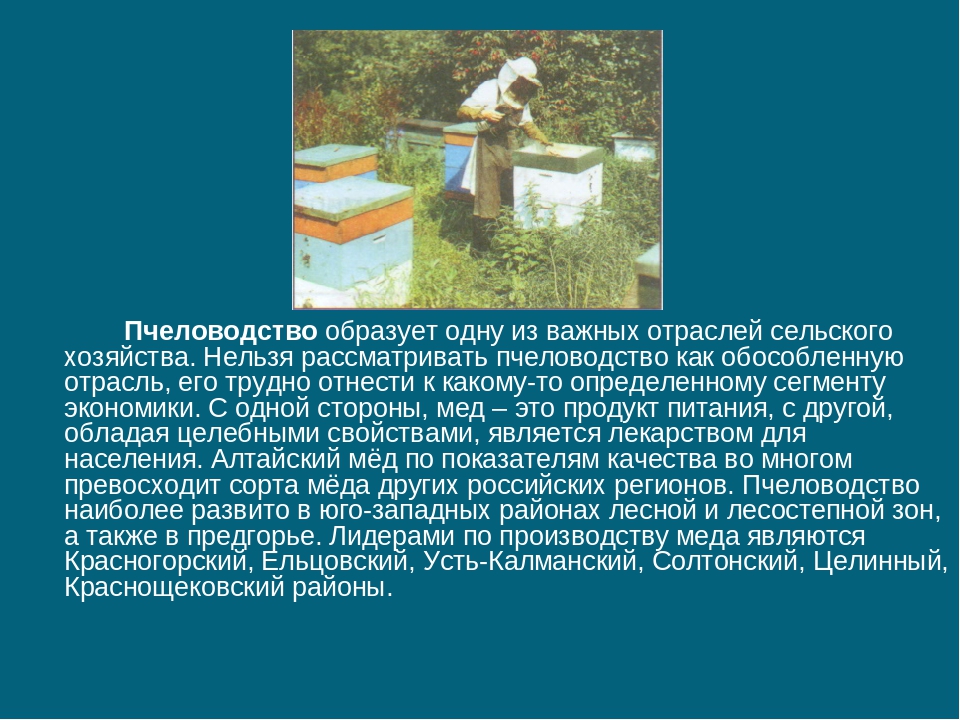 Пчеловодство доклад 3 класс. Пчеловодство отрасль сельского хозяйства. Пчеловодство доклад. Сообщение о пчеловодстве. Пчеловодство это кратко.