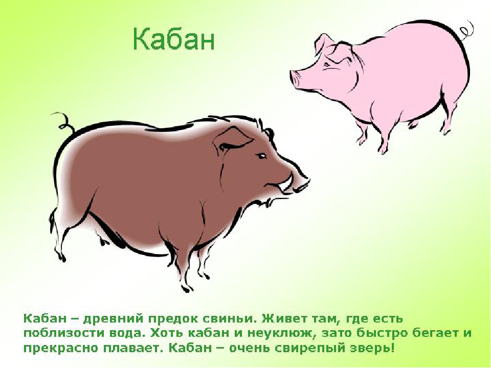 Где поросенок. Древний предок свиньи. Дикий предок свиньи. Кабан интересные факты для детей. Кабан описание для детей.