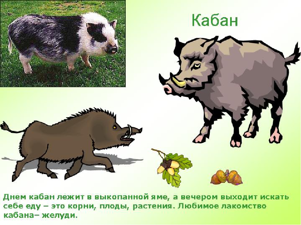 Какие животные были их дикими предками