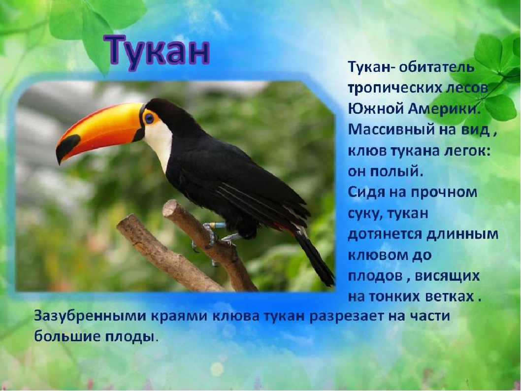 Тукан презентация 1 класс