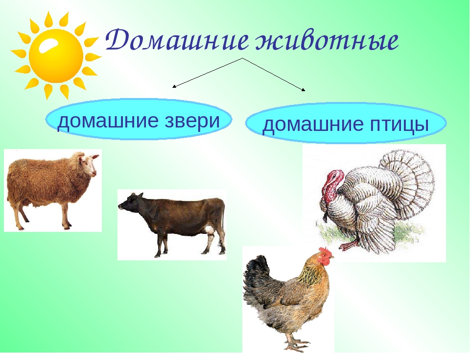 Домашние животные презентация 7 класс