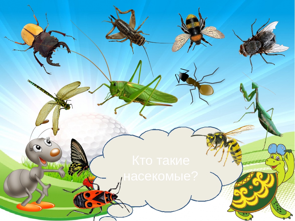 Занятие по окружающему миру насекомые. Насекомые презентация. Насекомые окружающий мир. Насекомые иллюстрации. Кто такие насекомые.