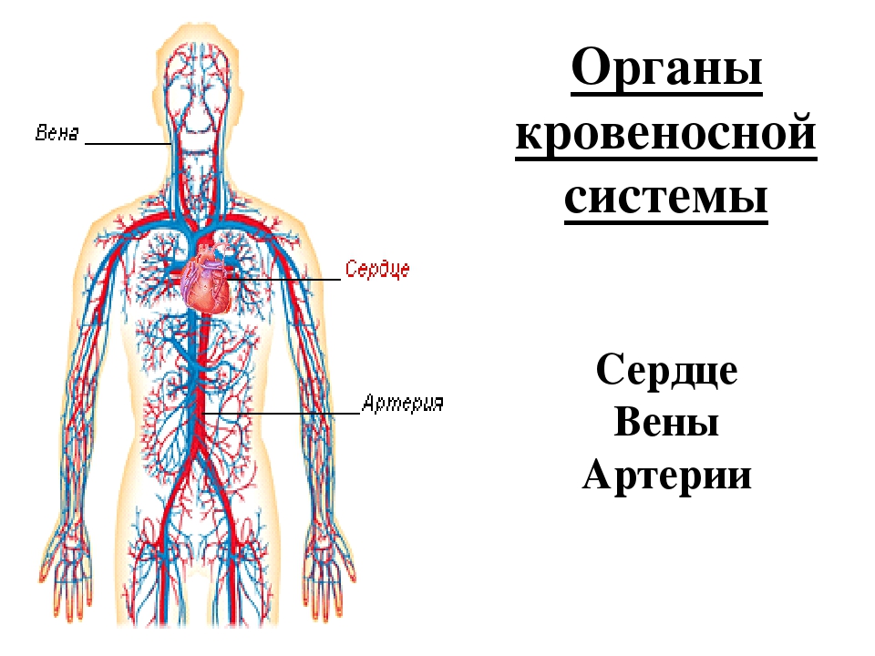 Кровеносная система органы составляющие. Кровеносная система человека. Органы кровеносной системы человека. Кровеносная система 3 класс. Органы кровеносной системы схема.