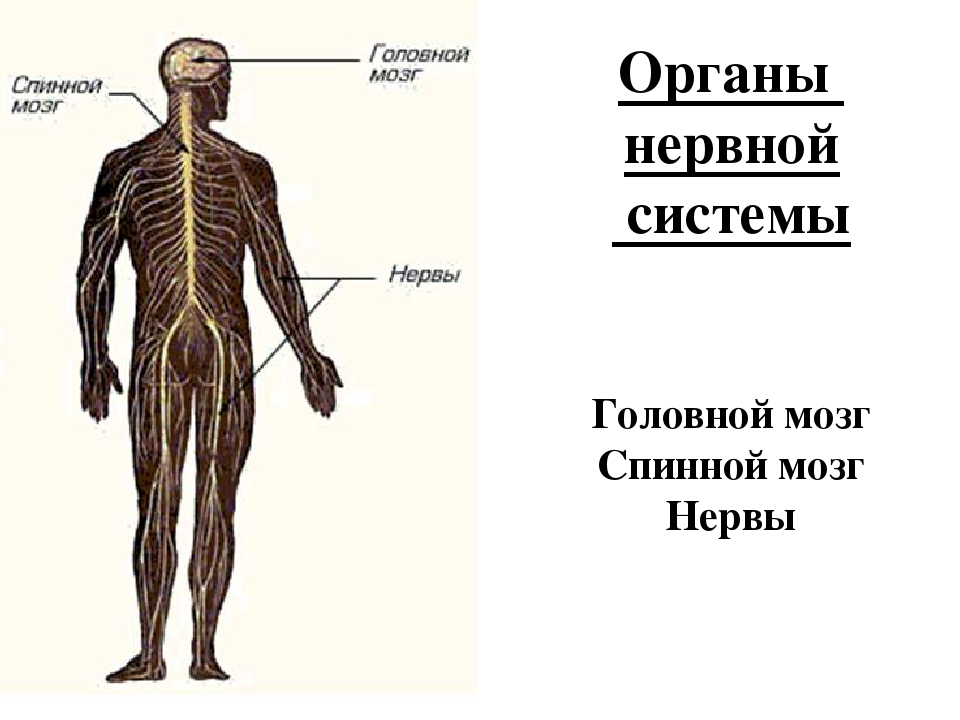 Какие органы входят в нервную систему человека. Нервная система человека схема 4 класс. Нервная система человека 4 класс окружающий мир схема. Нервная система человека схема 3 класс. Нервная система человека строение 4 класс.