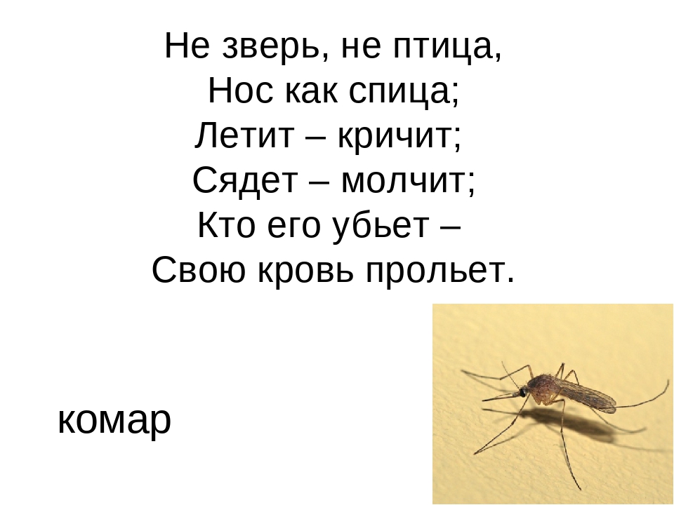 Тварь не готова. Летит кричит сядет молчит кто его убьет свою кровь прольет. А не птица а не зверь. Загадка летит кричит сядет молчит. Не зверь не птица а нос как спица.