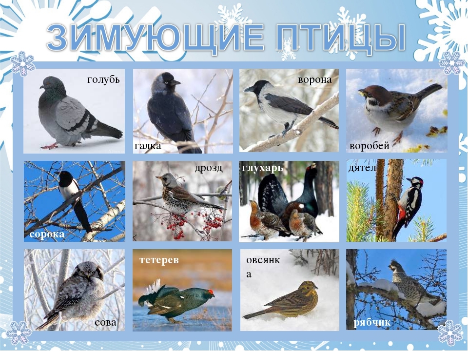 Птицы белоруссии фото с названиями перелетные