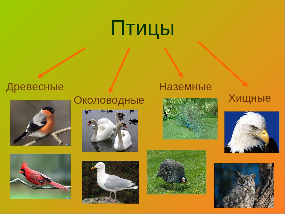 Костные птицы примеры. Наземные птицы. Представители наземно-древесные птицы птицы.