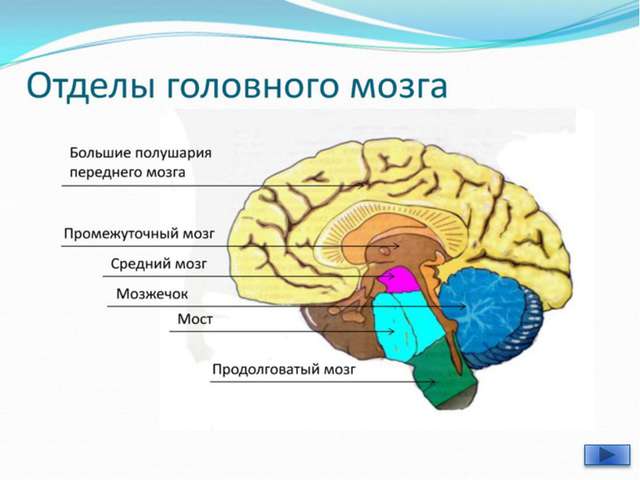 Где находится костный мозг фото