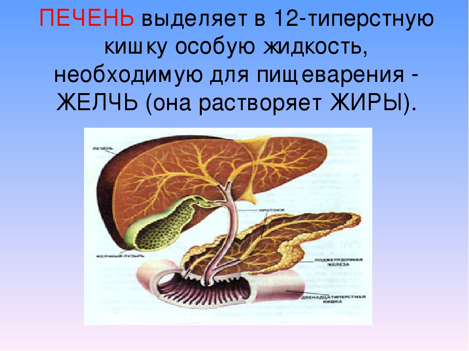 Печень 3 класс