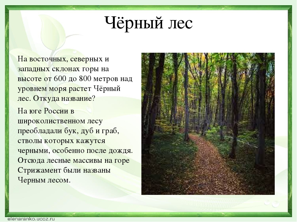 В темном лесе слушать 8 класс. Темный лес гора Стрижамент. Темный лес Стрижамент. Лес в Ставрополе Стрижамент. Высота горы Стрижамент.